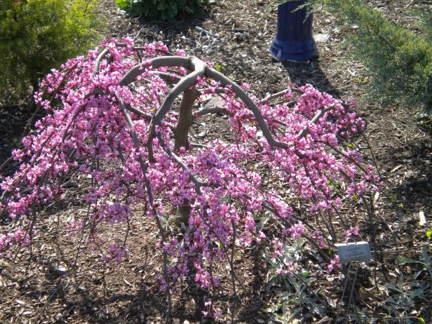 Beautiful Blooming Redbud Beautiful Blooming Redbud