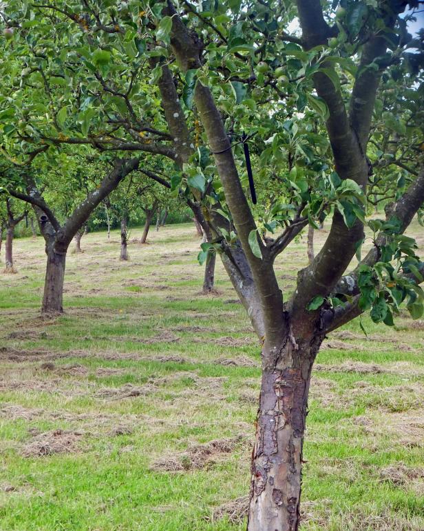 Prune Perfection Prune Perfection