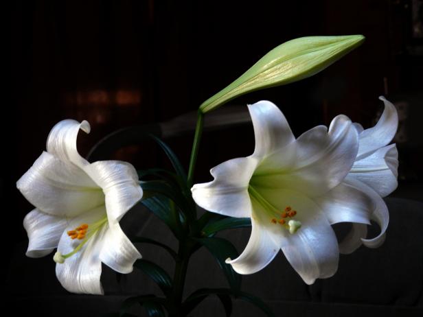 Easter Lily 3 Easter Lily 3