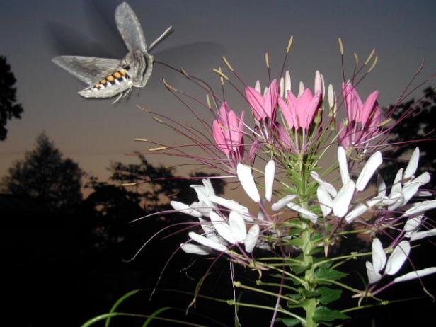 How lucky I was to have this hummingbird moth visit my spider flowers! How lucky I was to have this hummingbird moth visit my spider flowers!