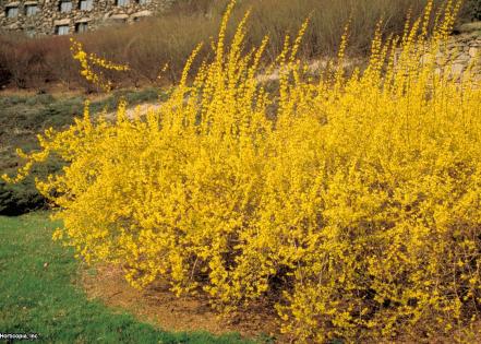 Forsythia