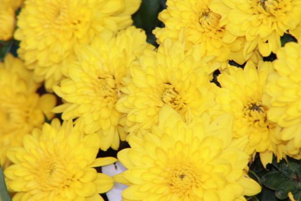 yellow mum yellow mum