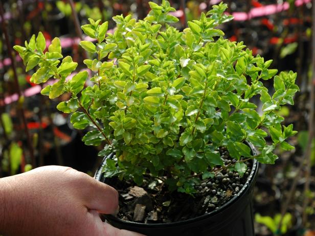 Privet Privet