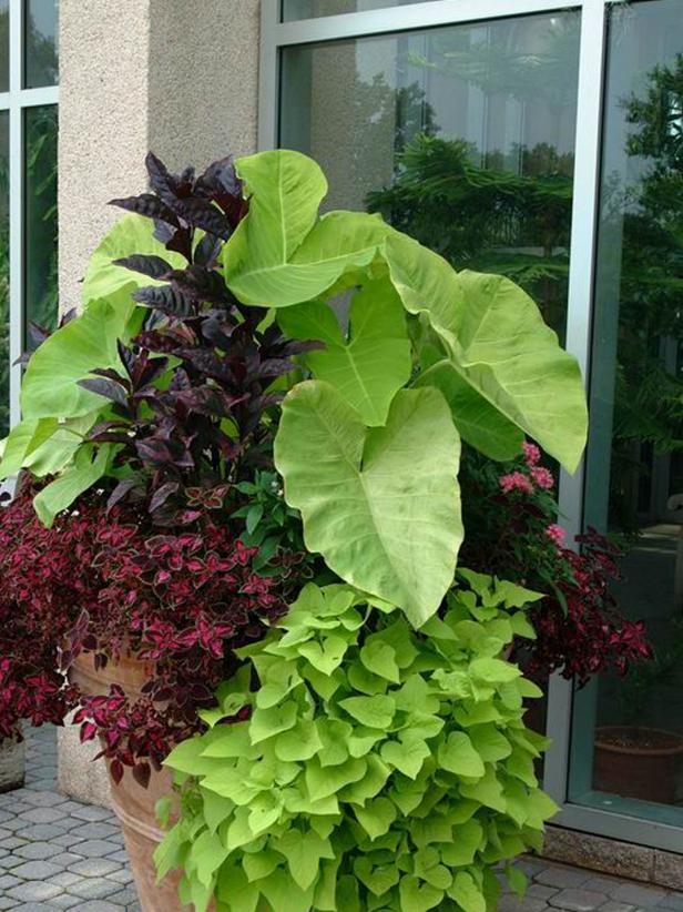 Elephant's ears add a dramatic element to container gardens. Elephant's ears add a dramatic element to container gardens.