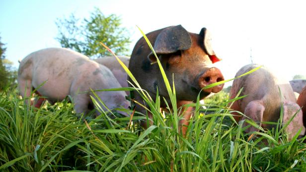 farm raised pigs