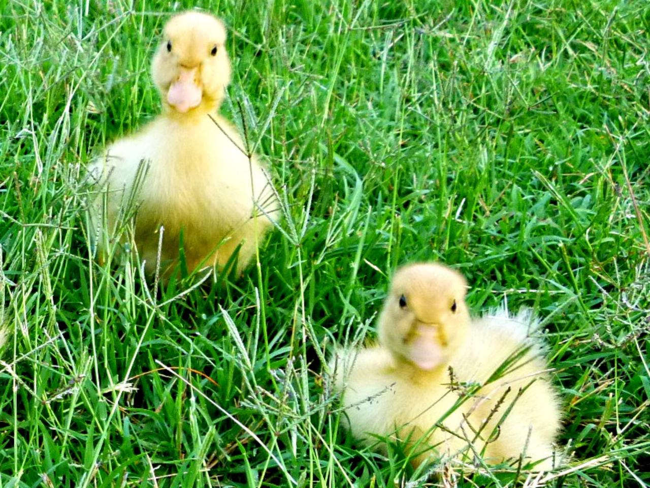 Raising Ducks How To Care For Ducklings HGTV