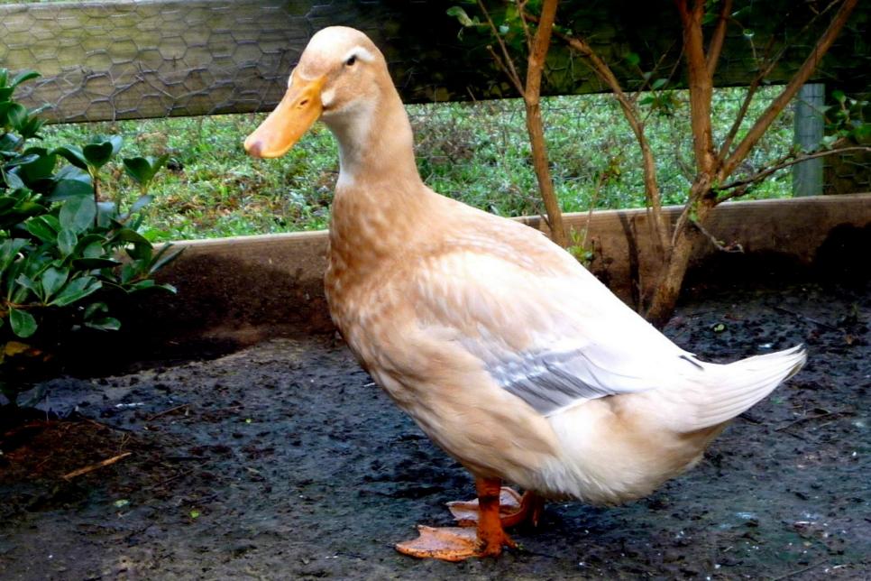 Duck Breeds for Backyard Flocks HGTV