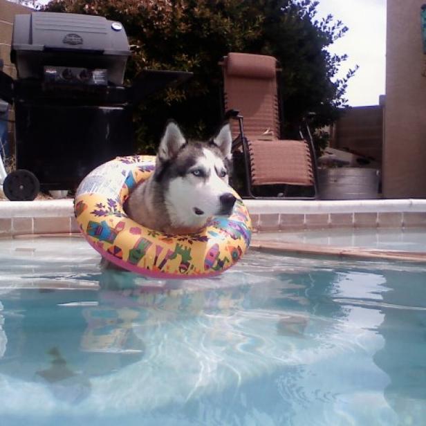 Getting ready for summer Elvis (what else do you name a dog from Vegas) loves to swim. ElvisSwim.jpg
