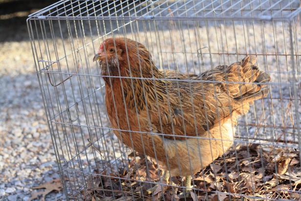 Attica! Attica! The egg eater in lock-up. Attica! Attica! The egg eater in lock-up.