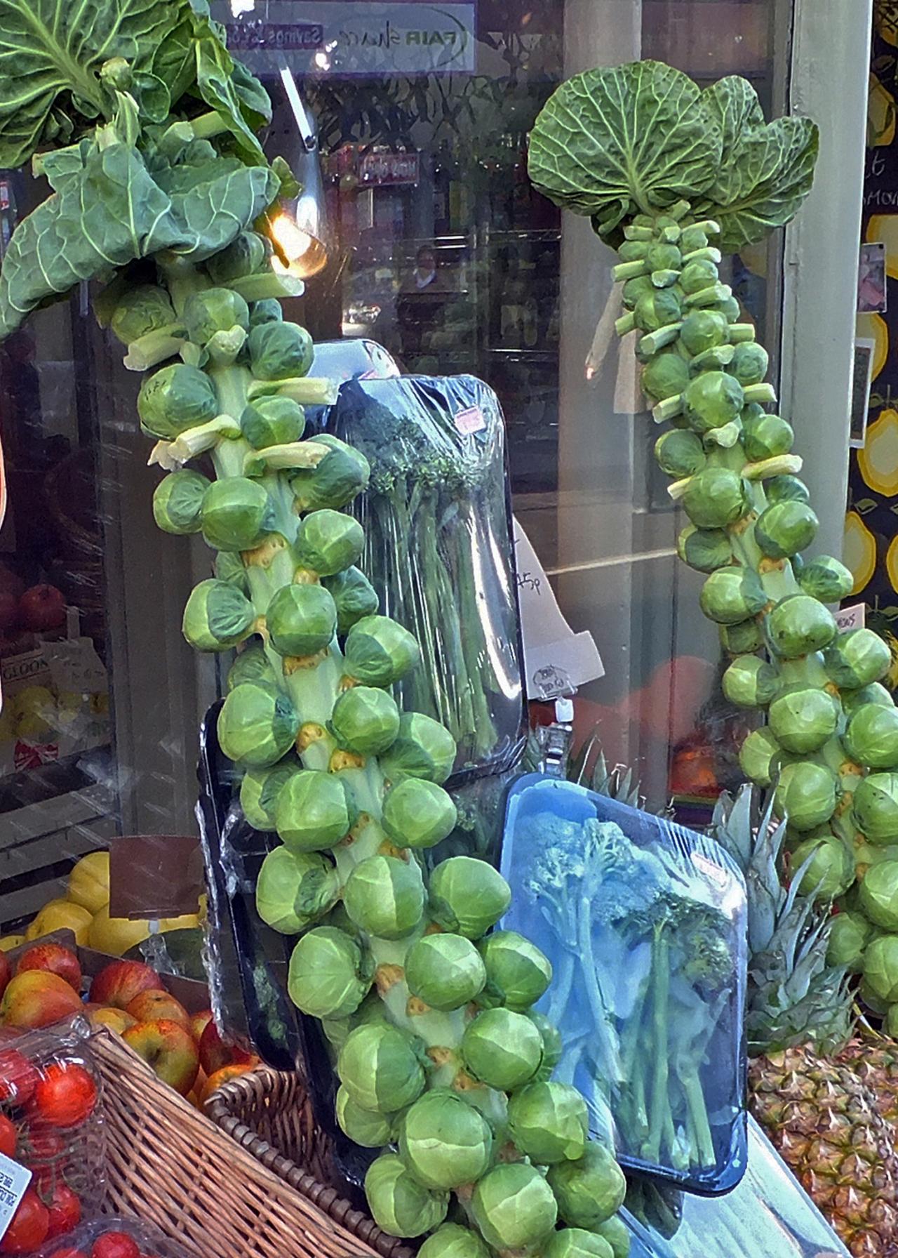 How to Grow Brussels Sprouts and Pollinating Squash HGTV