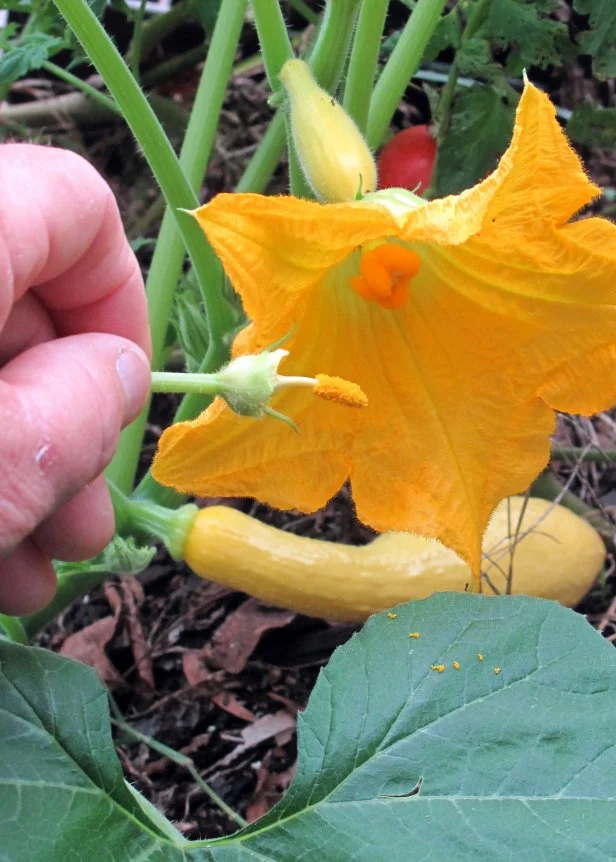 pollinating squash