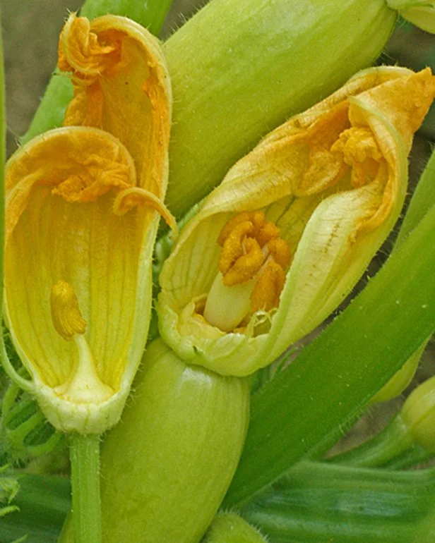 male and female squash