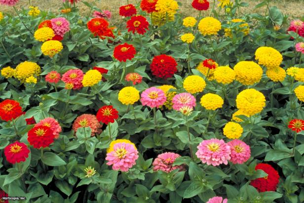 Zinnia x (02) Habit Zinnia x (02) Habit
