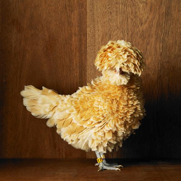 Bearded Buff Laced Polish Frizzle Bantam Hen Bearded Buff Laced Polish Frizzle Bantam Hen