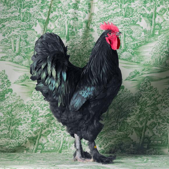 Black Langshan Cockerel Black Langshan Cockerel