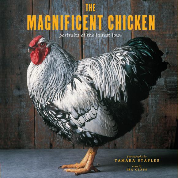 "The Magnificent Chicken: Portraits of the Fairest Fowl" "The Magnificent Chicken: Portraits of the Fairest Fowl"