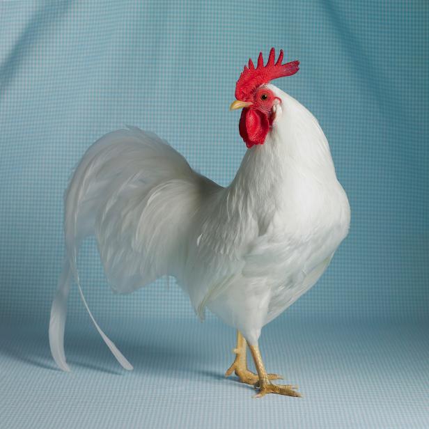 White Leghorn Bantam Cock White Leghorn Bantam Cock