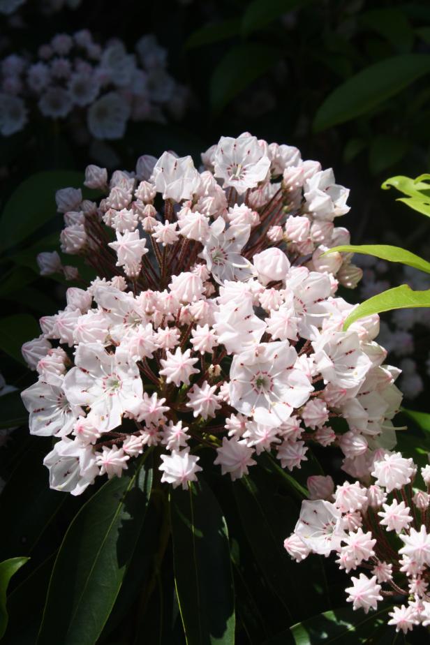 Mountain laurel bush. The blooms of the mountain laurel is like a floral bouquet all by its self. What a beautiful addition to any garden. They grows best in part shade. Mountain laurel bush. The blooms of the mountain laurel is like a floral bouquet all by its self. What a beautiful addition to any garden. They grows best in part shade.