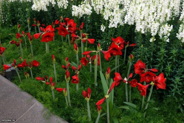 Hippeastrum x hybridum (01) Habit Hippeastrum x hybridum (01) Habit