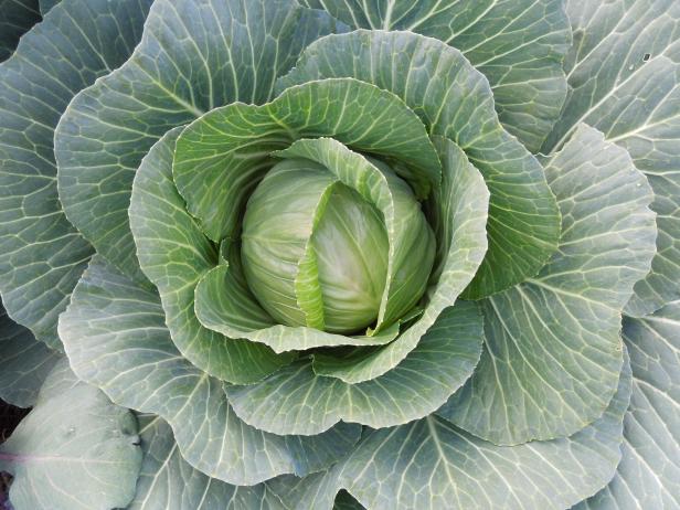 Cabbage Cabbage