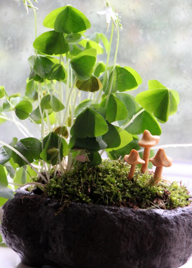 A Leprechaun Garden A Leprechaun Garden