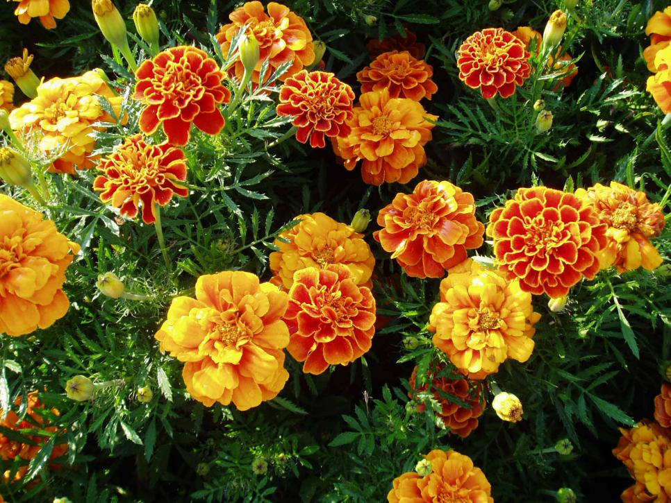 Top Orange Annual Flowers for Your Garden HGTV