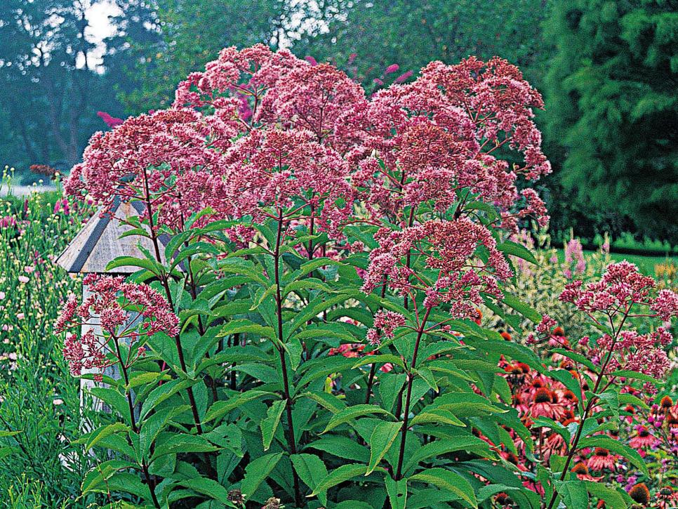 Perennials to plant in fall Idea