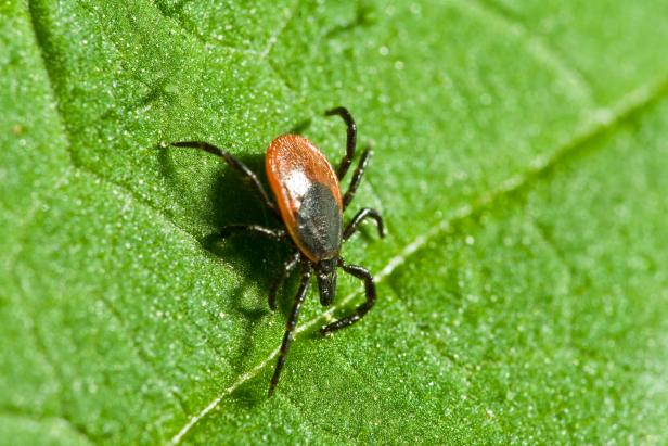 Ticks Are a Garden Nuisance Ticks Are a Garden Nuisance