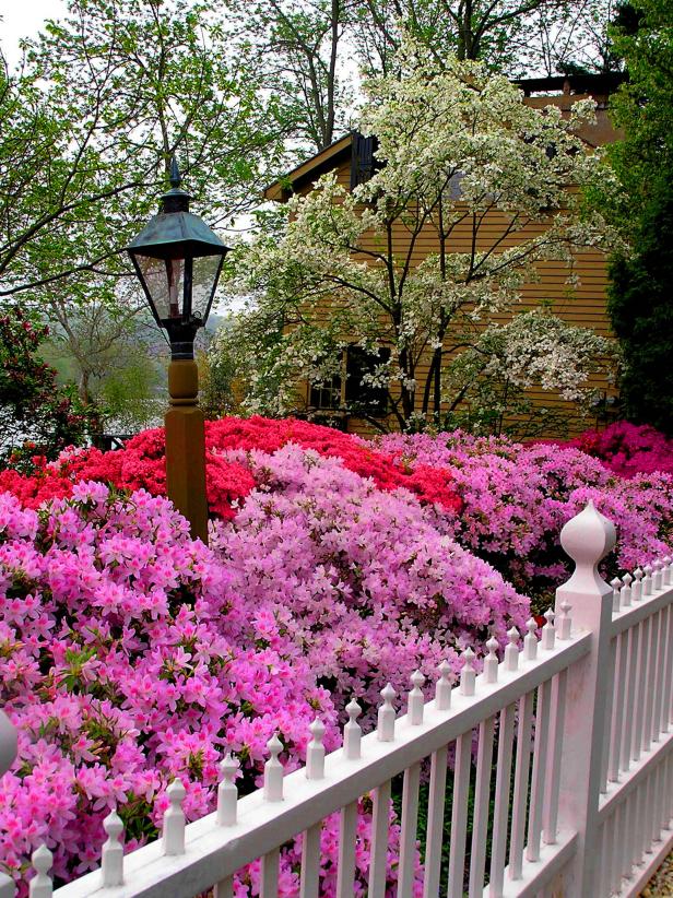 Spring Blooming Azaleas Spring Blooming Azaleas