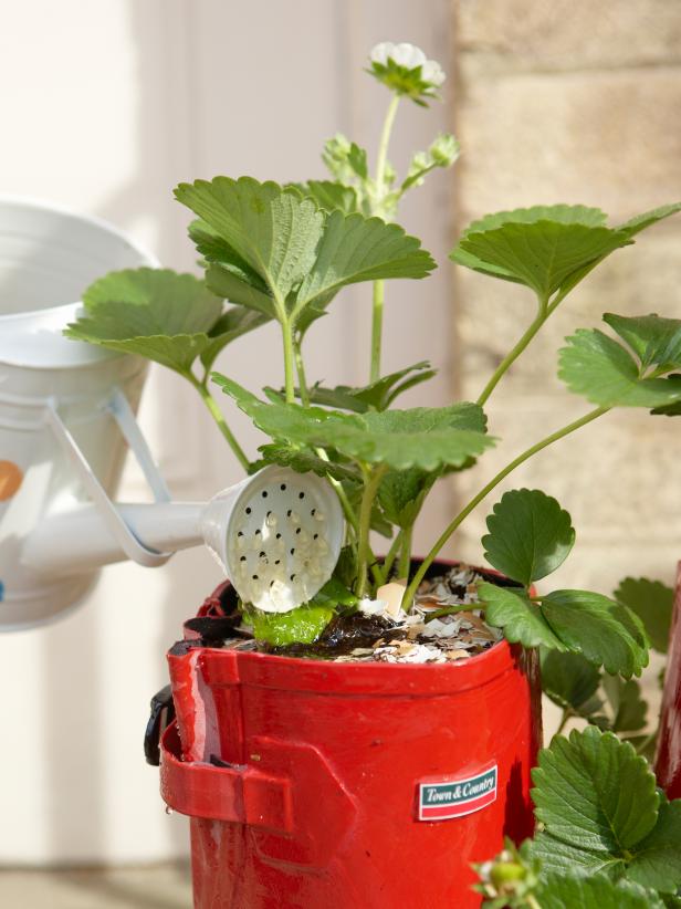 Place the strawberry boot planter in a sunny location. A spot close to your house will prevent birds from coming near the fruits. Water well for the first few days, then slow in-between watering or the plants will rot.