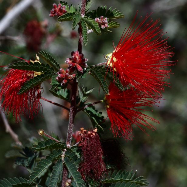 Calliandra californica Calliandra californica