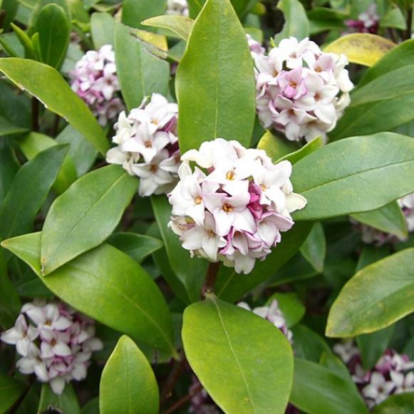 Daphne odora 'Aureomarginata'.jpg Daphne odora 'Aureomarginata'.jpg