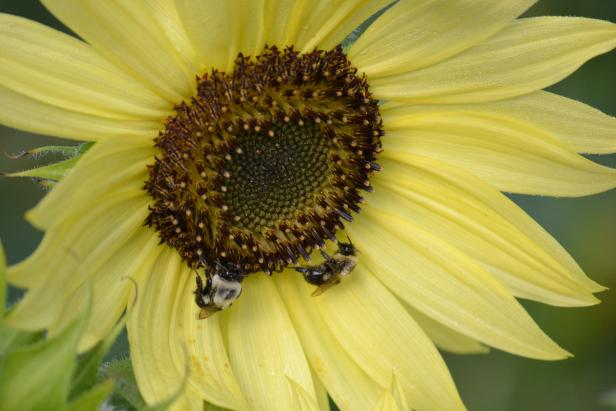 Sunflowers Sunflowers