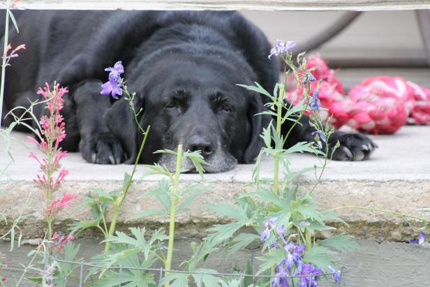 Dog days of summer Dog days of summer