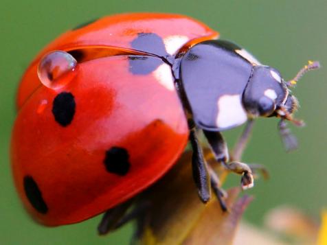 Fun Facts About Garden Insects