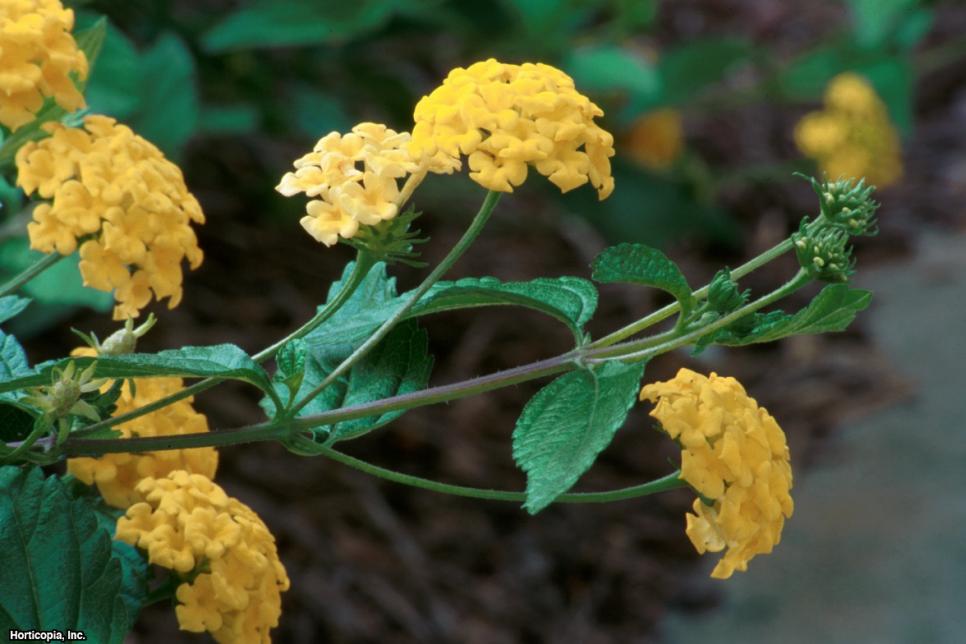 Best Yellow Annual Flowers for Your Garden HGTV