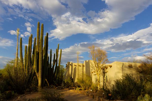 Learn about desert plants from around the world on the Desert Discovery Loop Trail at Desert Botanical Garden in Phoenix. Learn about desert plants from around the world on the Desert Discovery Loop Trail at Desert Botanical Garden in Phoenix.