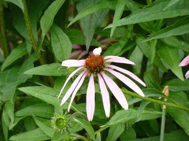 No Summer is complete without Echinacea No Summer is complete without Echinacea