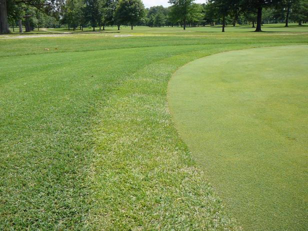 Zoysiagrass Zoysiagrass