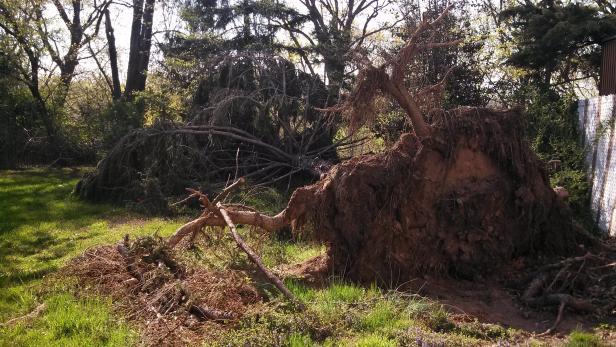 Hurricane Sandy caused a 40ft pine to crash down onto our backyard. We were waiting til storm season was over to have it safely removed, and come Spring, found one solitary red Tulip growing in the shadow of this fallen giant. A true sign that nature can be both brutal and beautiful. Hurricane Sandy caused a 40ft pine to crash down onto our backyard. We were waiting til storm season was over to have it safely removed, and come Spring, found one solitary red Tulip growing in the shadow of this fallen giant. A true sign that nature can be both brutal and beautiful.