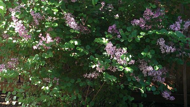 Our lilac bush. Lilac.jpg