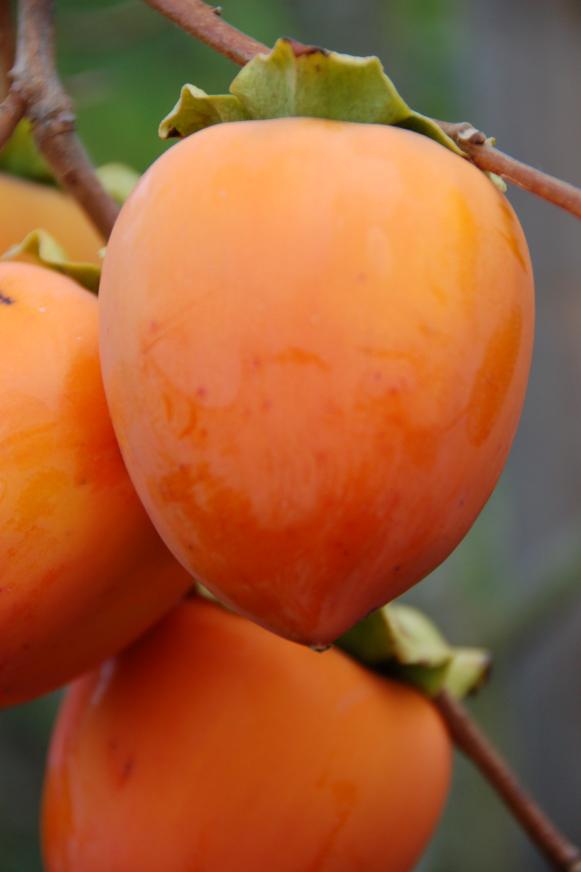 The Beautiful Edible Garden - persimmon The Beautiful Edible Garden - persimmon