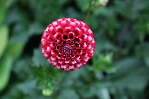 dahlia tommy keith