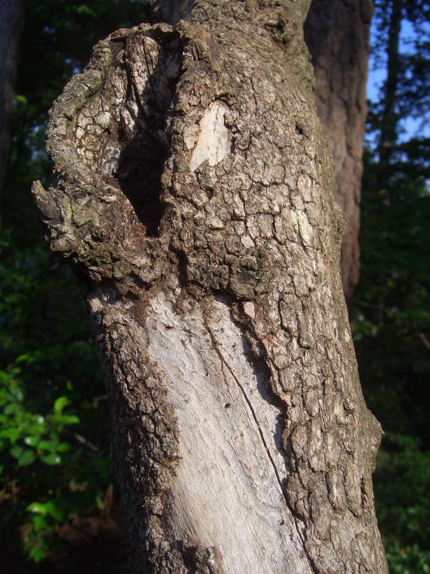 Dead Wood Dead Wood