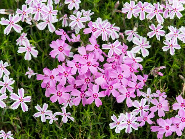 Phlox subulata 'Candy Stripe' Phlox subulata 'Candy Stripe'
