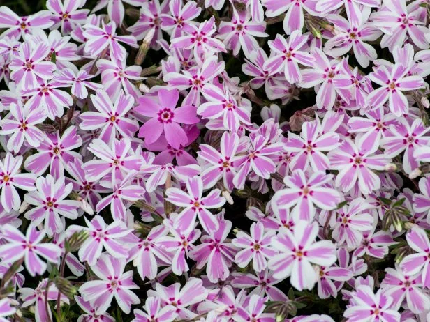 Phlox Subulata 'Candy Stripe'