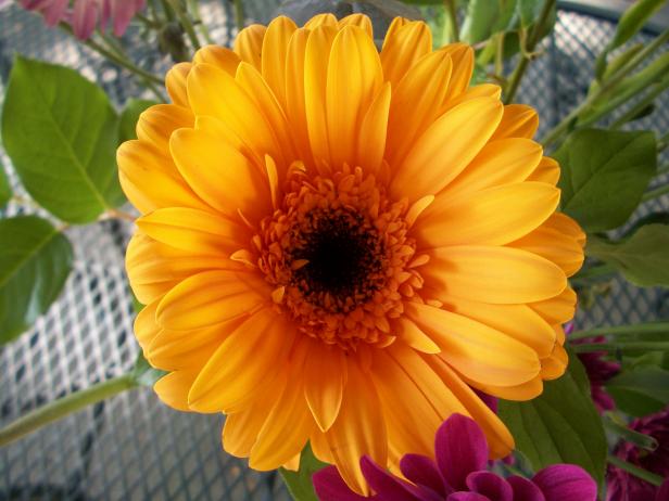 Even a cut flower has beauty. Even a cut flower has beauty.