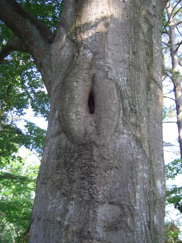 Tree cavity Tree cavity