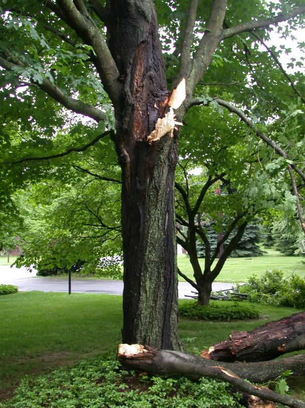 Weak branch union Weak branch union