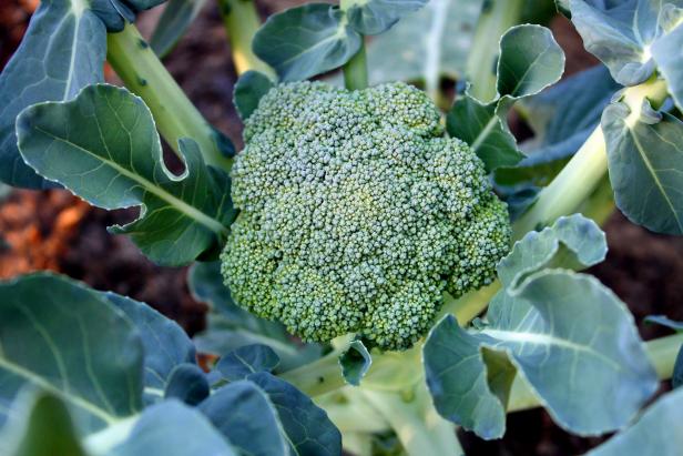 Broccoli has a beauty all its own. Broccoli has a beauty all its own.